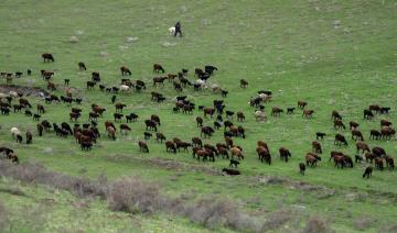 Le mouton géant du Tadjikistan, allié de l'environnement