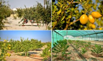 L’Arabie saoudite construit un secteur agricole durable grâce à l'innovation