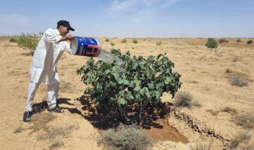 Libye: jadis fertile, une zone montagneuse en proie au dérèglement climatique