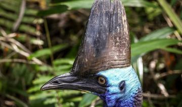 En Australie, un redoutable oiseau «dinosaure» menacé d'extinction