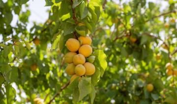 Al-Jouf: une fusion fructueuse entre la production locale et mondiale de fruits