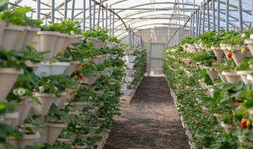 Les fermes de baies dans la région de Qassim révolutionnent l'agriculture saoudienne