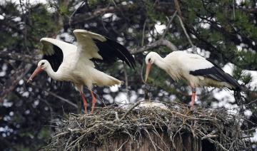 La cigogne, annonciatrice du changement climatique en Alsace