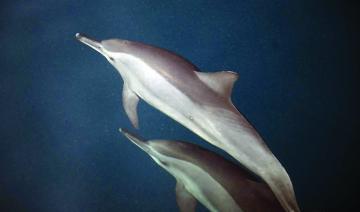 La danse des dauphins, vedette des îles Farasan