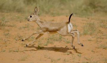 Cinq gazelles des sables arabes ont vu le jour dans l'oasis de Buraidah