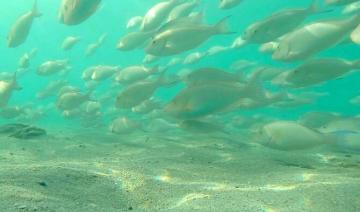 Les îles Farasan célèbrent l'arrivée annuelle du hareng