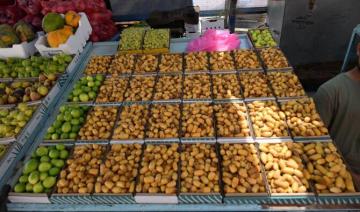 Début de la récolte des dattes précoces à Al-Ahsa