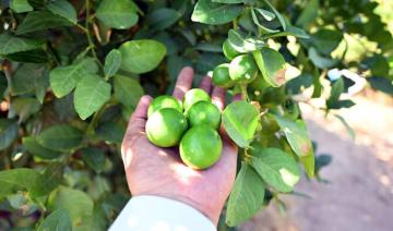 La récolte estivale de Médine permet à Abu Zuhair de commercialiser ses citrons