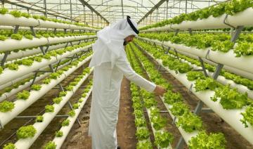 La production d'une ferme hydroponique à Médine dépasse les 2 millions de kilos