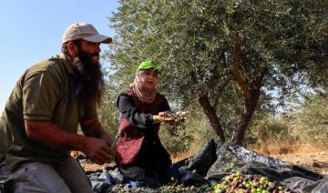 Israël expulse 32 militants étrangers venus en Cisjordanie pour la récolte des olives
