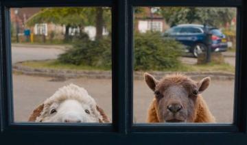 « The Sheep Detectives » : une enquête aussi tendre que captivante
